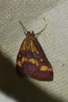 Pyrausta purpuralis