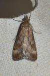 Pyrausta despicata