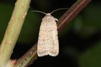 Caradrina clavipalpis