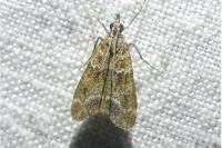 Eudonia mercurella