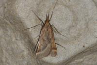 Synaphe punctalis