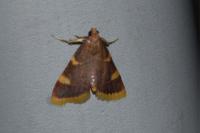 Hypsopygia costalis