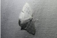 Cabera pusaria