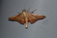 Endotricha flammealis