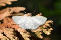 Idaea subsericeata