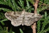 Peribatodes rhomboidaria rhomboidaria