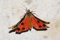 Euplagia quadripunctaria