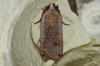Noctua pronuba