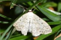 Idaea seriata