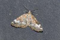Perizoma alchemillata