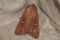 Mythimna albipuncta