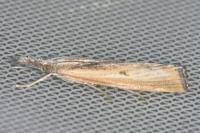 Agriphila inquinatella
