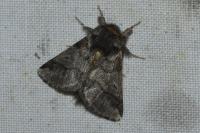 Thaumetopoea processionea