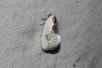 Cilix glaucata