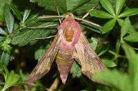 Deilephila porcellus