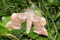Laothoe populi
