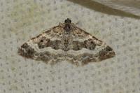 Epirrhoe alternata