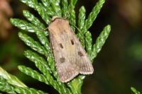 Agrotis exclamationis exclamationis