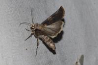 Agrotis puta
