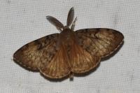 Lymantria dispar