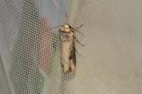 Axylia putris