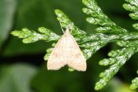 Udea fulvalis