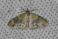 Acasis viretata