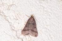 Stemmatophora brunnealis