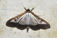 Cydalima perspectalis