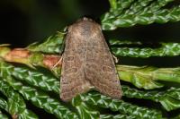 Hoplodrina