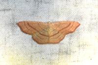 Cyclophora linearia