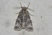 Acronicta megacephala