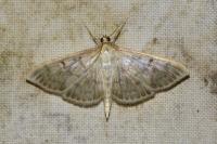 Patania ruralis