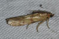 Homoeosoma sinuella