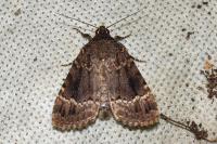 Amphipyra berbera svenssoni