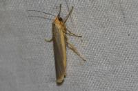 Manulea complana