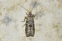 Dioryctria abietella