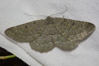 Gnophos obfuscata
