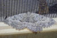 Charissa glaucinaria