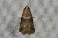 Acrobasis tumidana