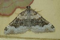 Epirrhoe galiata