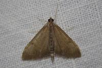 Anania terrealis