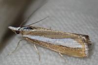 Catoptria pyramidellus