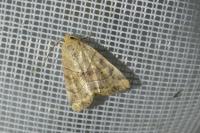 Cosmia trapezina
