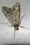 Evergestis frumentalis