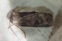 Agrotis clavis clavis