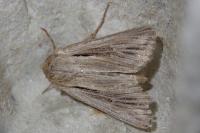Leucania comma