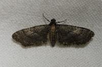 Eupithecia haworthiata