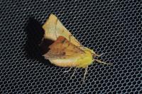 Ennomos alniaria