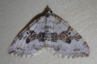 Xanthorhoe montanata